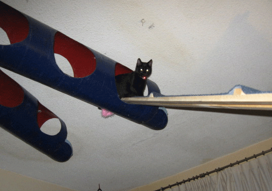catwalk4