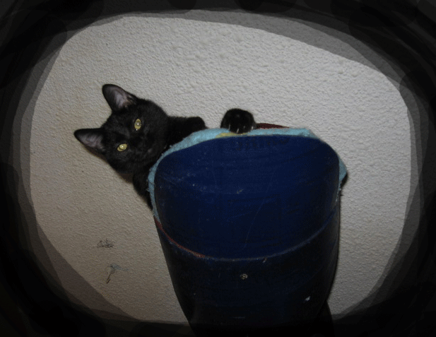 catwalk